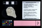 NHMW-GEO-2007z0149-0355_Ol_01.tifCracensigillatus gracilirostrus (Robins, Feldmann & Schweitzer, 2013)  (NHMW-GEO-2007z0149-0355)